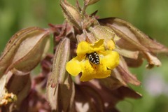 Acmaeodera retifera