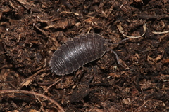 Trachelipus nodulosus