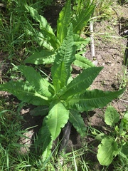 Dipsacus fullonum