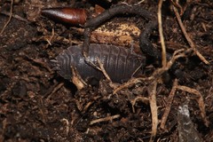 Trachelipus nodulosus