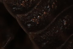 Trachelipus nodulosus