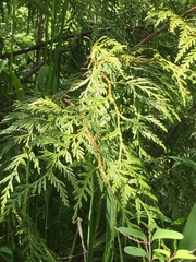 Thuja plicata