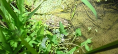 Pelophylax nigromaculatus