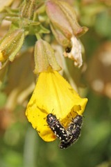 Acmaeodera retifera