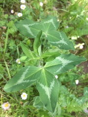 Trifolium pratense