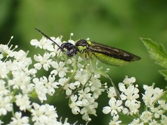 Tenthredo mesomela