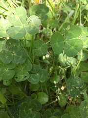Trifolium repens