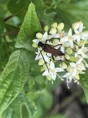 Trachysida mutabilis