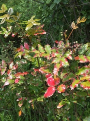 Berberis aquifolium