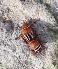 Temnopteryx phalerata