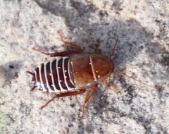 Temnopteryx phalerata