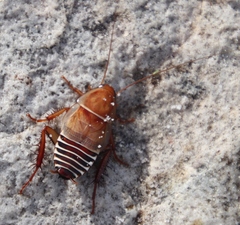 Temnopteryx phalerata