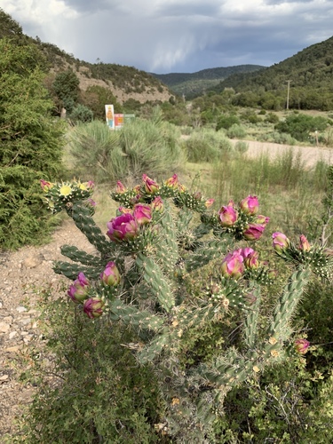 Cylindropuntia imbricata