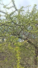 Leuenbergeria guamacho