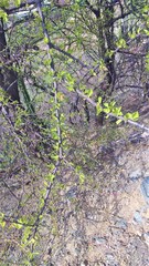 Leuenbergeria guamacho