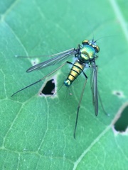 Condylostylus comatus