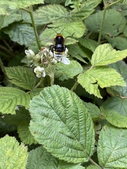 Bombus terrestris