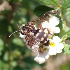 Brachymelecta haitensis