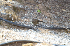 Pipilo maculatus falcifer