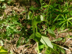 Apocynum androsaemifolium image