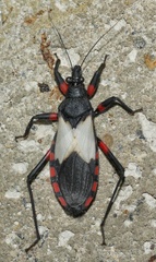 Microtomus cinctipes