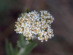 Achillea ochroleuca