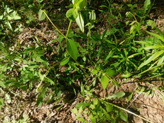 Apocynum androsaemifolium image