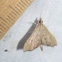 Sericoplaga externalis