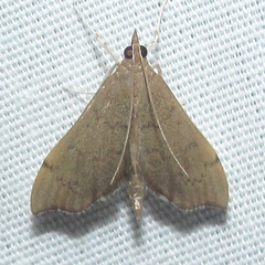 Sericoplaga externalis