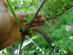 Apocynum androsaemifolium image