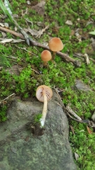 Laccaria laccata pallidifolia