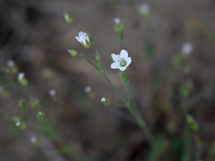 Minuartia setacea