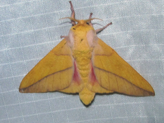Syssphinx bisecta