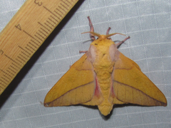 Syssphinx bisecta