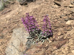 Penstemon patens