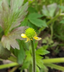 Ranunculus macounii