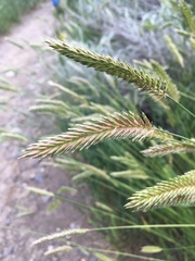 Agropyron cristatum