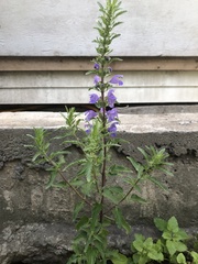 Dracocephalum moldavica