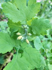 Chelidonium majus