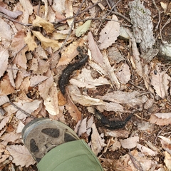 Vulpes vulpes fulvus