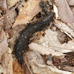 Vulpes vulpes fulvus