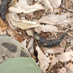 Vulpes vulpes fulvus