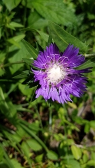 Stokesia laevis