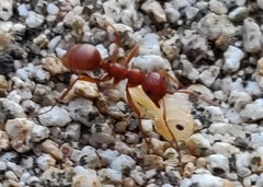 Polyergus rufescens