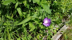 Stokesia laevis