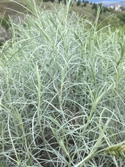 Ericameria nauseosa