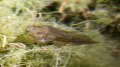 Lithobates chiricahuensis