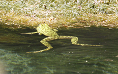 Lithobates chiricahuensis