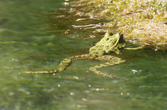 Lithobates chiricahuensis