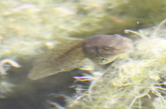 Lithobates chiricahuensis